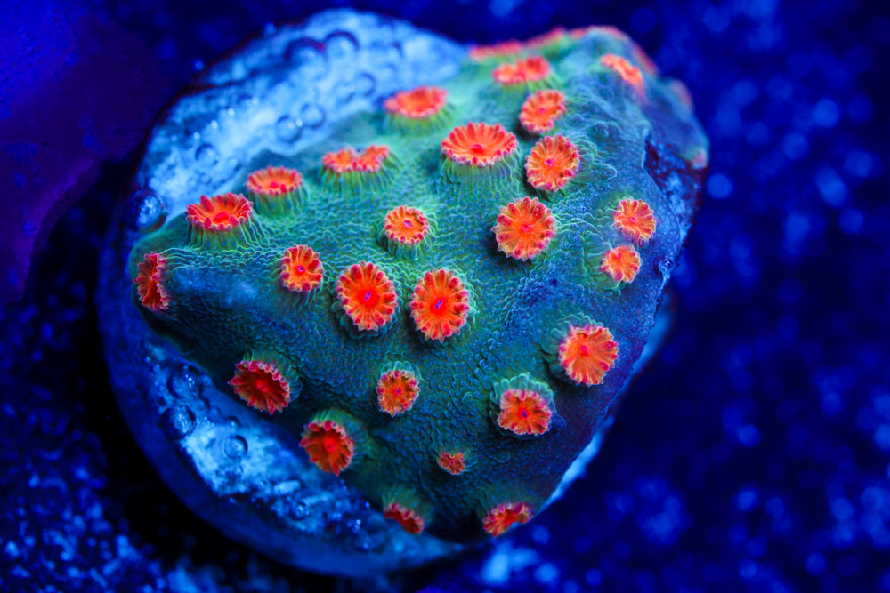 Meteor Shower Cyphastrea 1