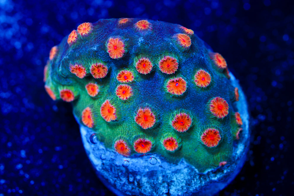 Meteor Shower Cyphastrea 2