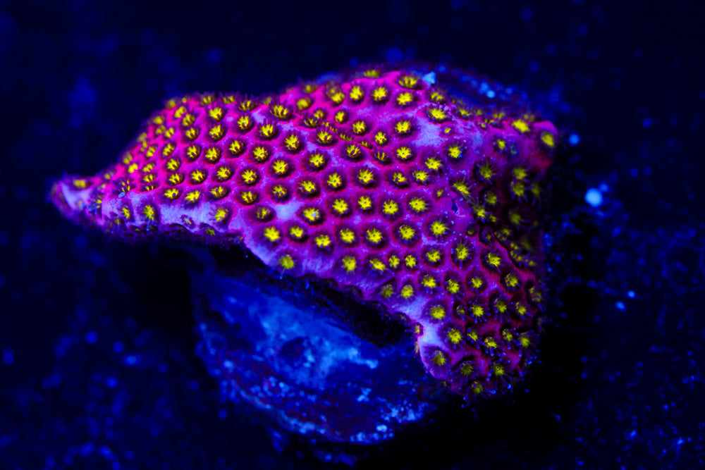 Electric Daisy Stylocoeniella 1