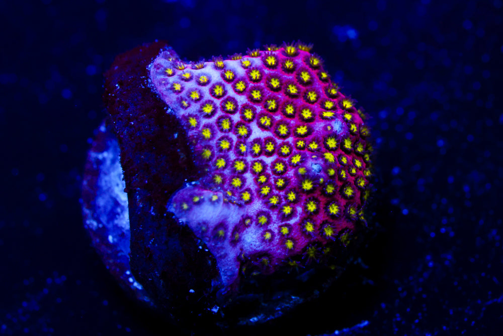 Electric Daisy Stylocoeniella 2