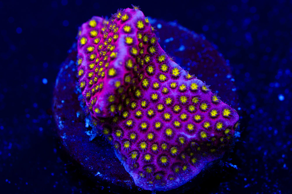 Electric Daisy Stylocoeniella 3