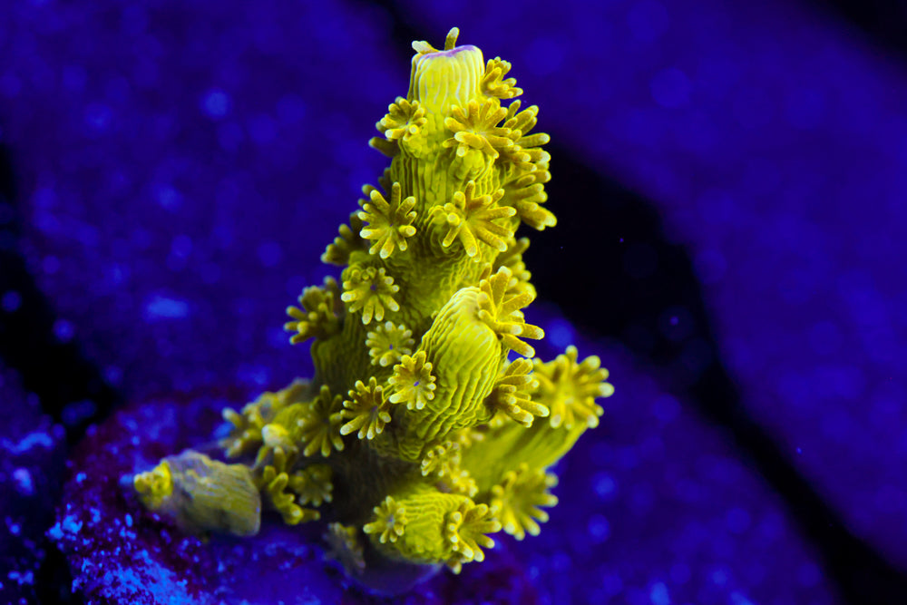 AV99 Oranage Crush Acro 1