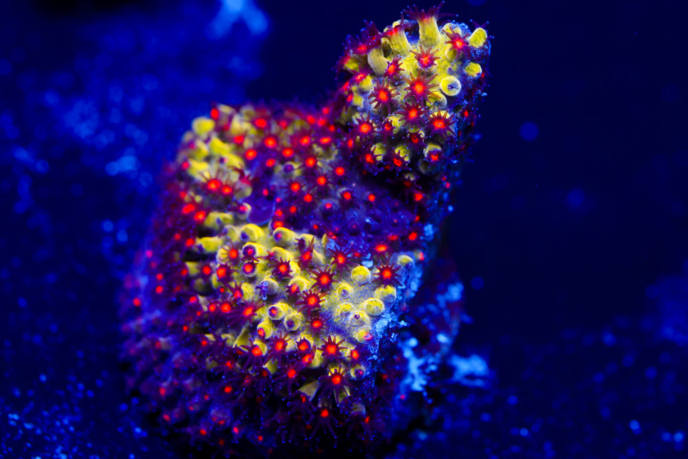 JF Sunset Stylocoeniella 2