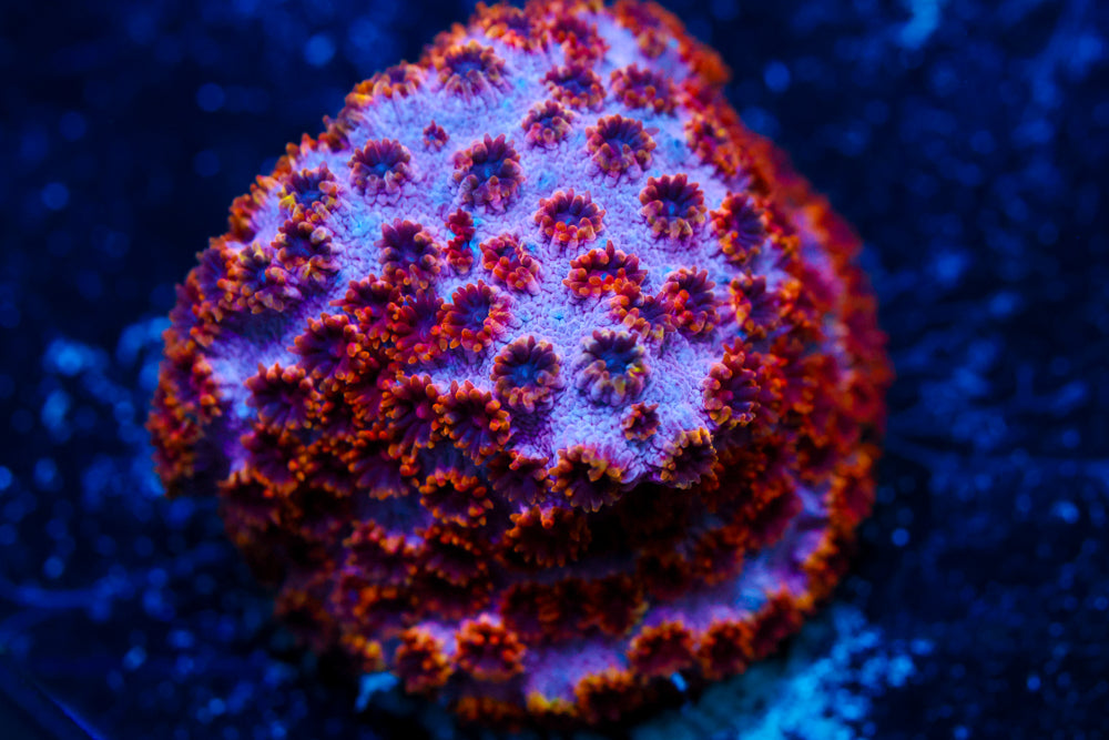 Skittles Bomb Cyphastrea 3