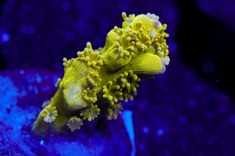 AV99 Oranage Crush Acro 2