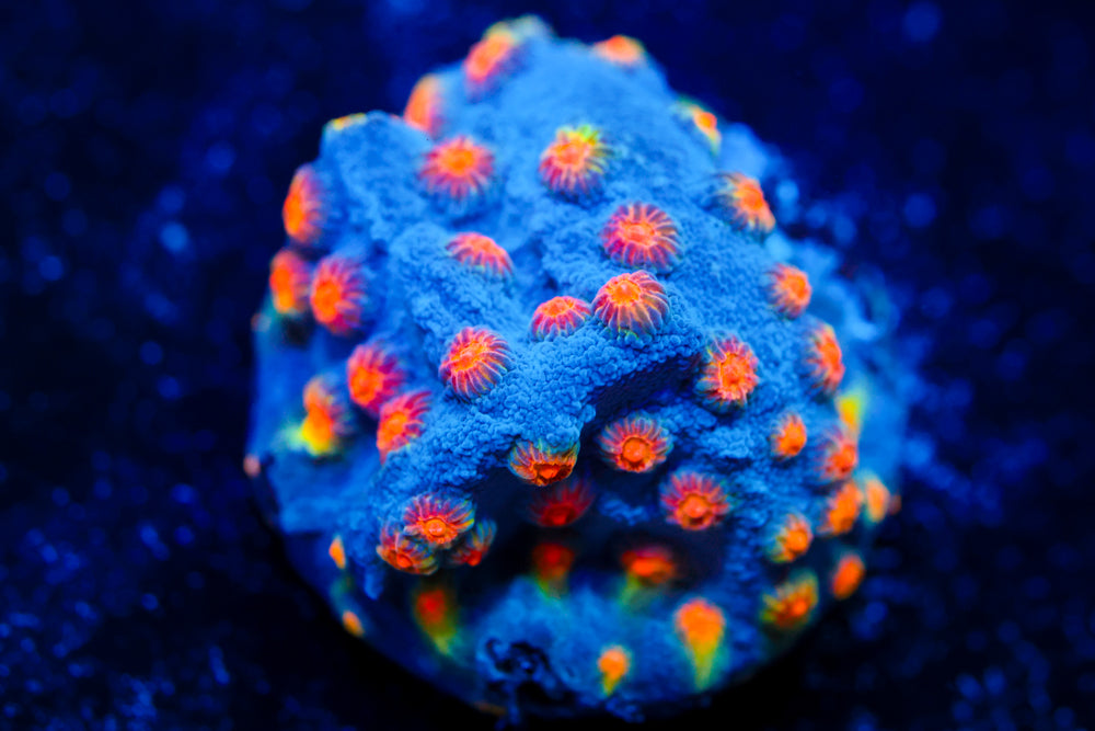 Party Crasher Cyphsatrea 1