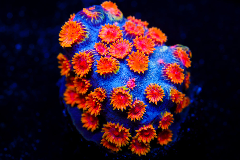 Bizarro Cyphastrea 1