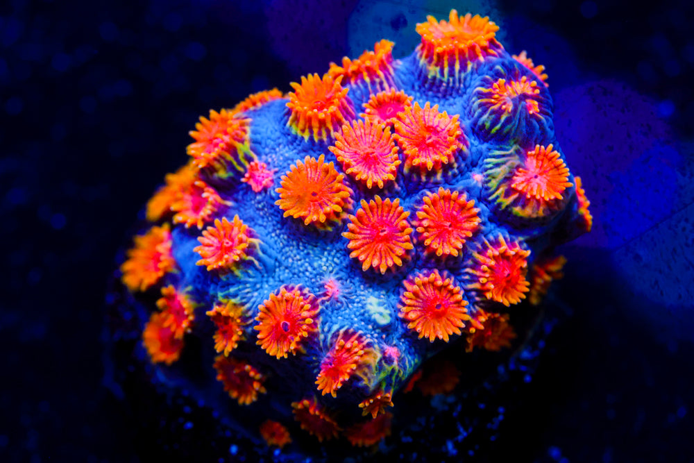 Bizarro Cyphastrea 2