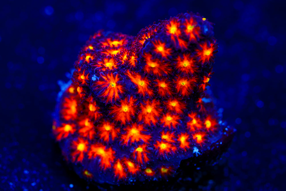 Spitfire Leptastrea 1