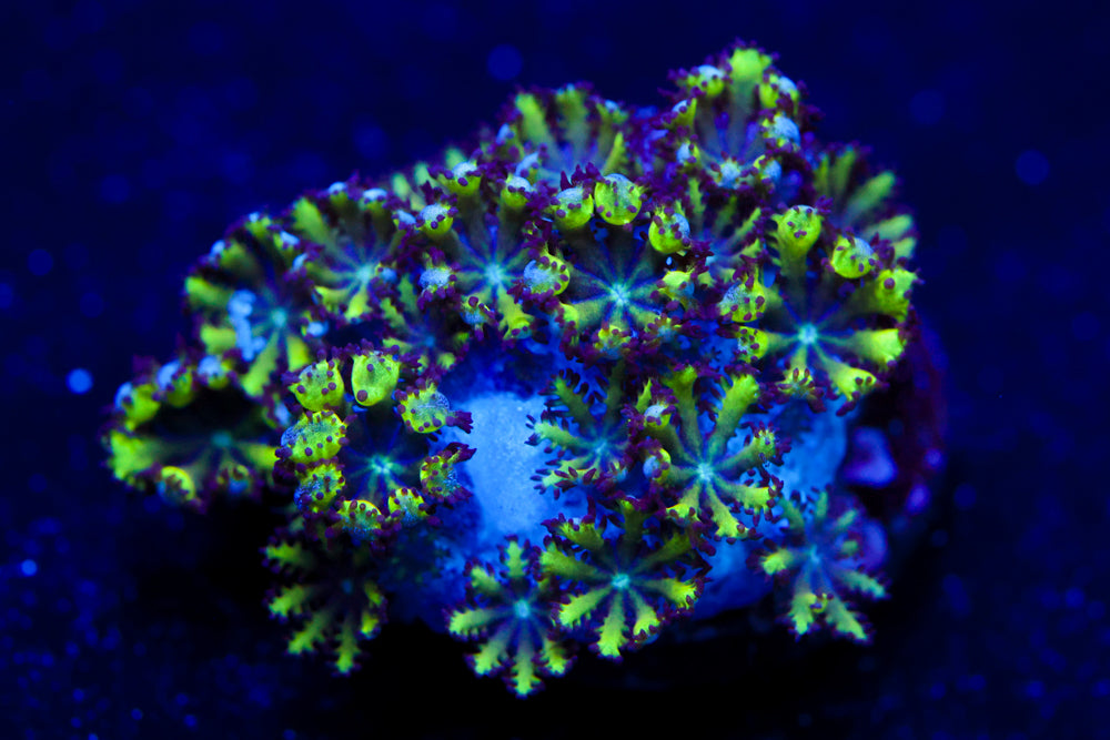 Blue Green Sympodiun 1