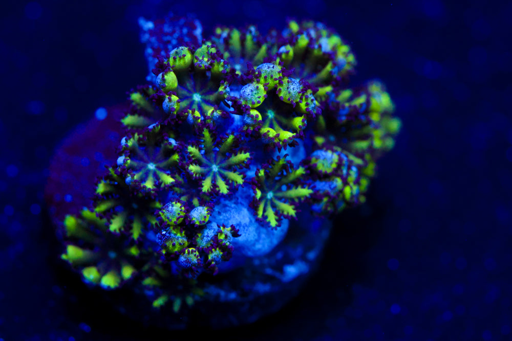 Blue Green Sympodiun 2