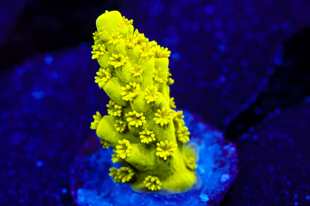 CV Green Lantern Acro 1