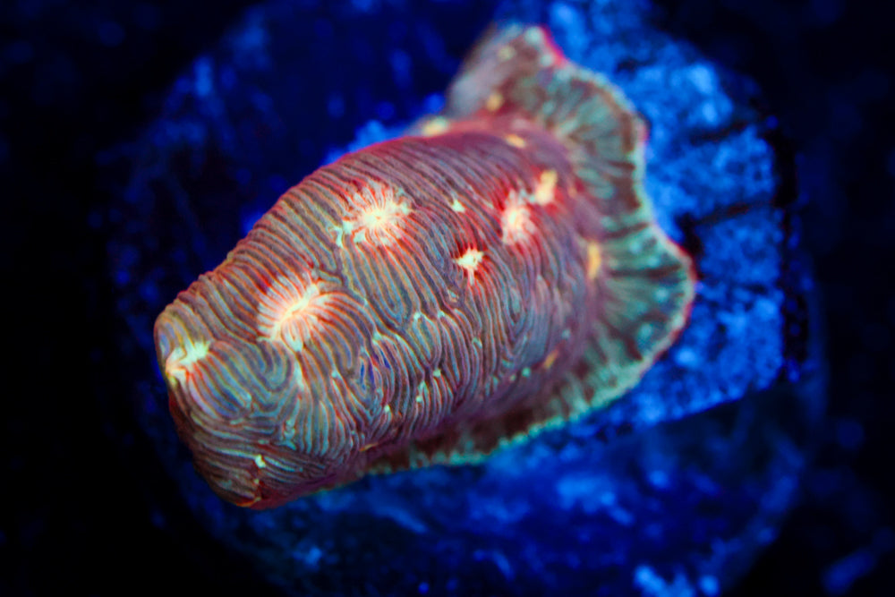 Lunar Leptoseris 3
