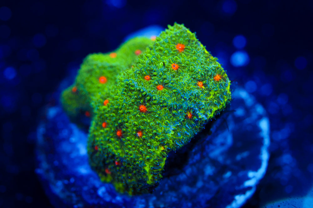 Harvest Moon Psammocora 1