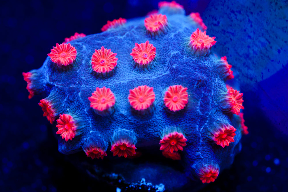 Meteor Shower Cyphastrea 3