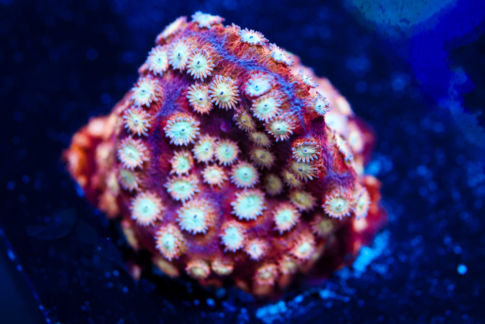 Marvel Cyphastrea 1