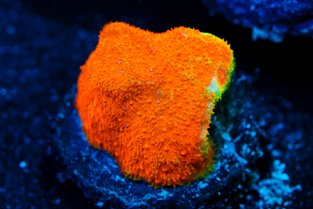 Watermelon Psammocora 1