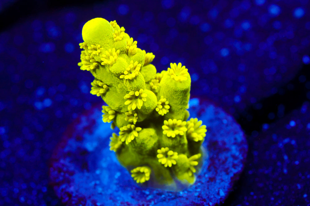 CV Green Lantern Acro 2