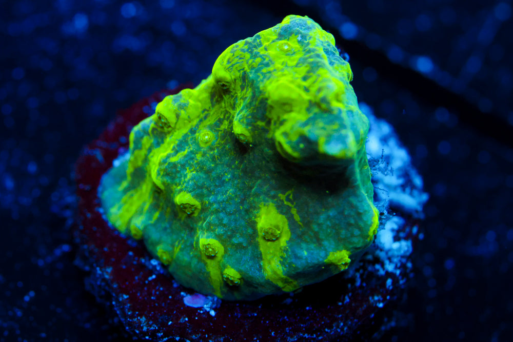 Grafted Astreopora 1