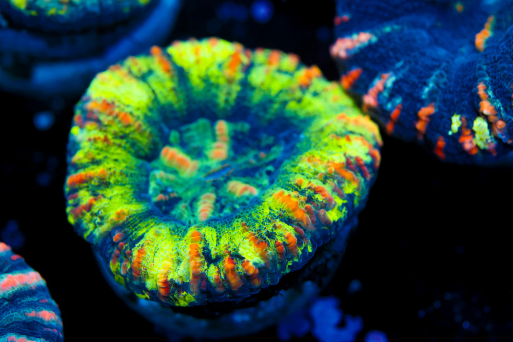 Rainbow Green Button Scoly 1