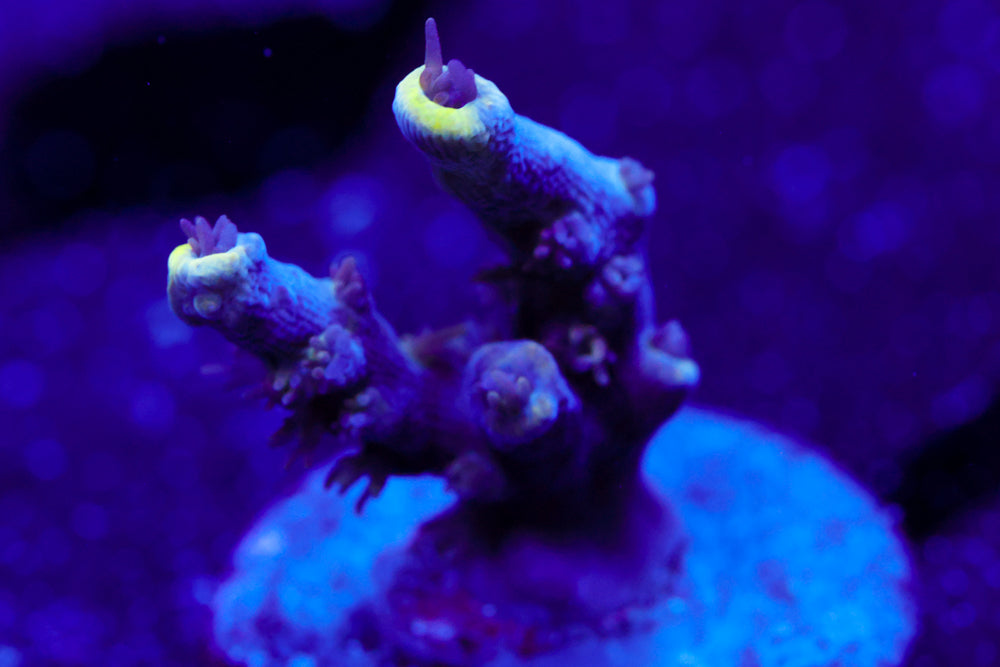 GB Sugar Coated Acro 1