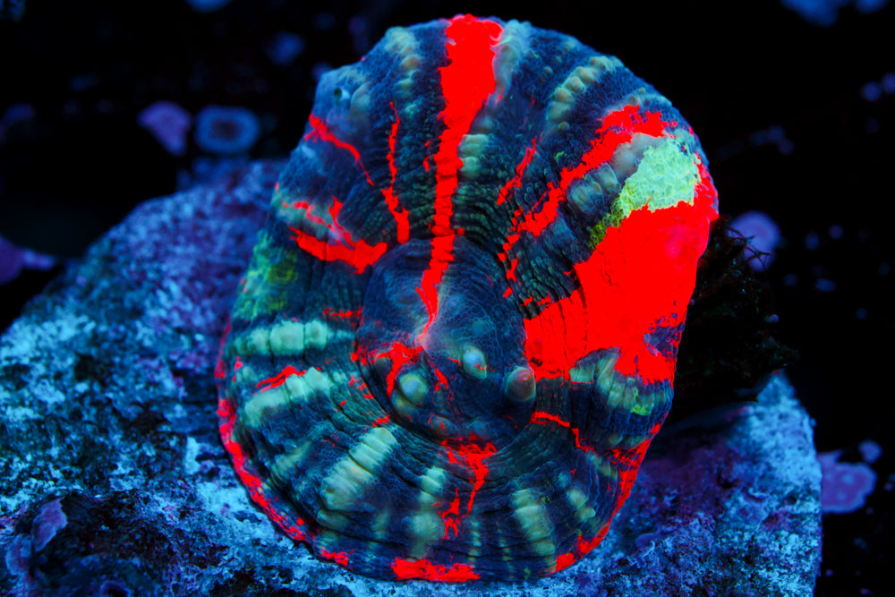 War Paint Scoly (Aquacultured)