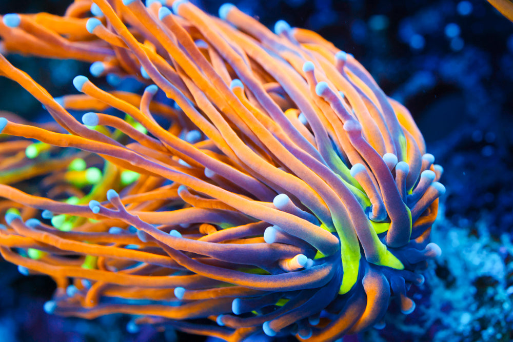 Dragon Tamer Torch 1