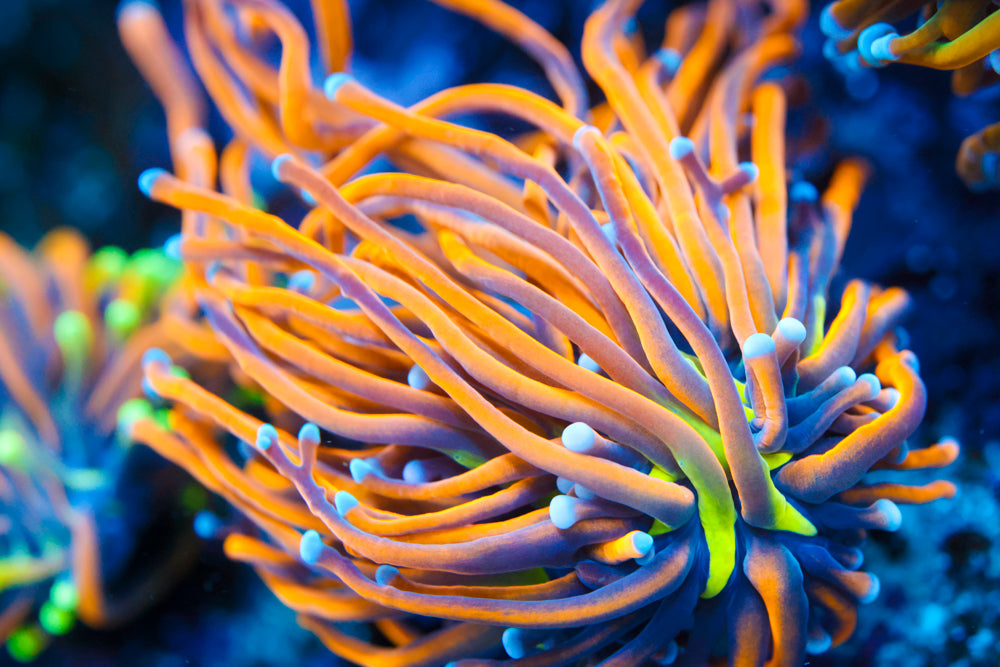 Dragon Tamer Torch 2