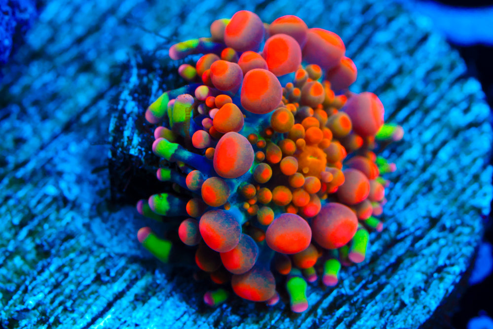 Animal Bean Bag Bounce Yuma