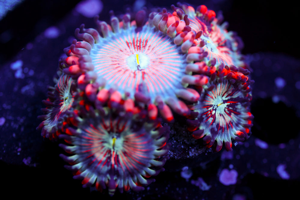 White Zombie Zoa 2