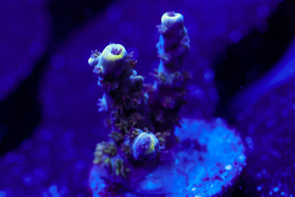 GB Sugar Coated Acro 2