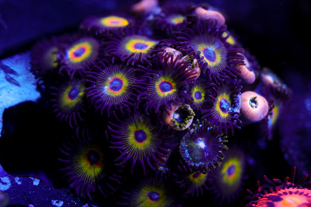 Bob Marley Zoa 1