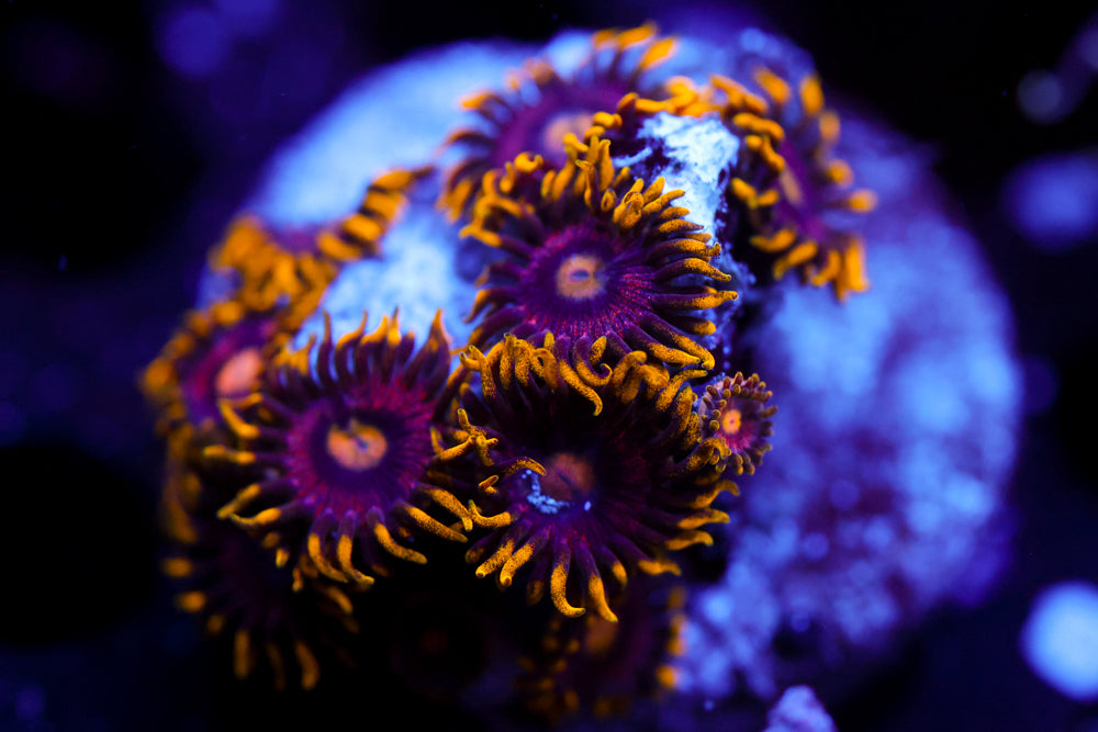 Joe's Krab Nebula Zoa