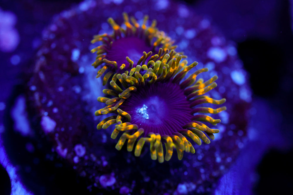 Joker Hornet Zoa 1