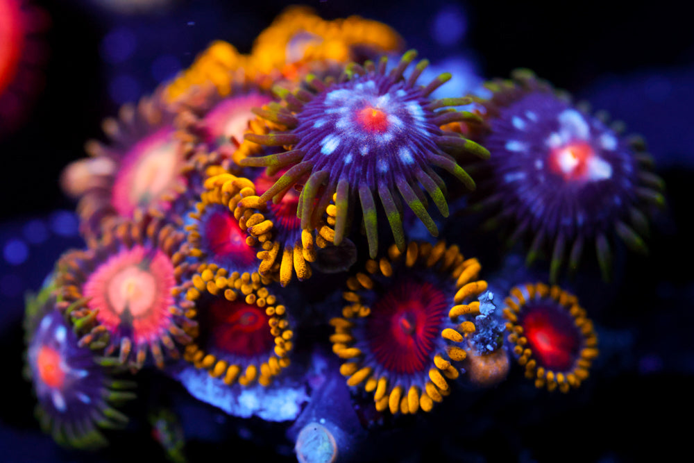 CC Super Saiyan + JF Stargazer + JF Crybaby