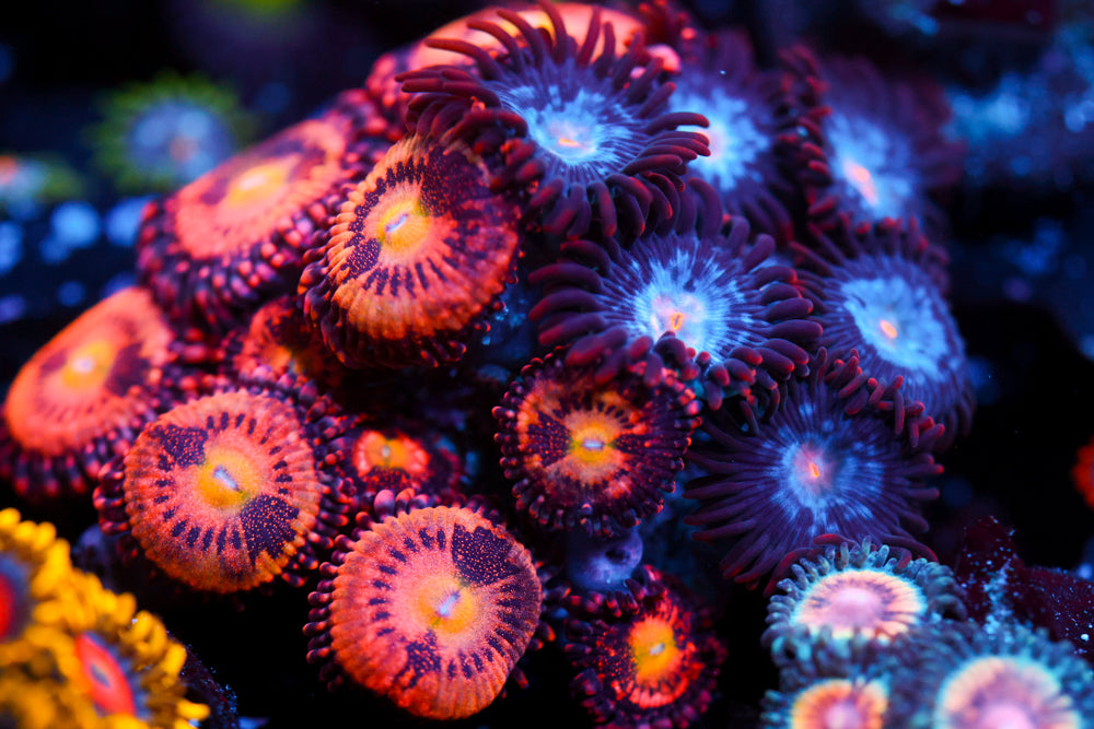 JF Crybaby + Mystique Zoas
