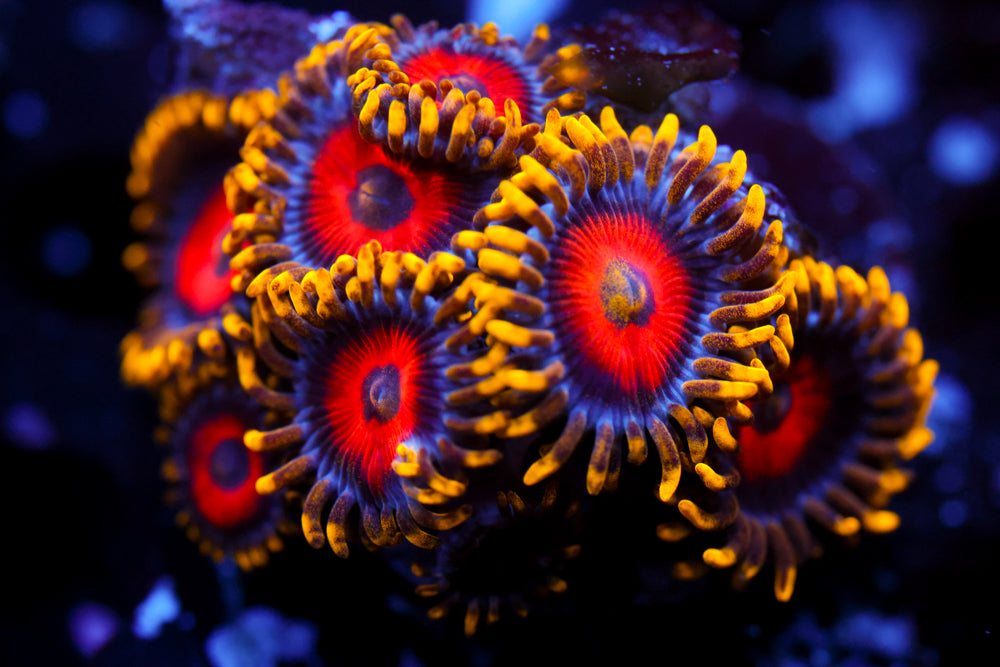 Eagle Eye Zoa 1