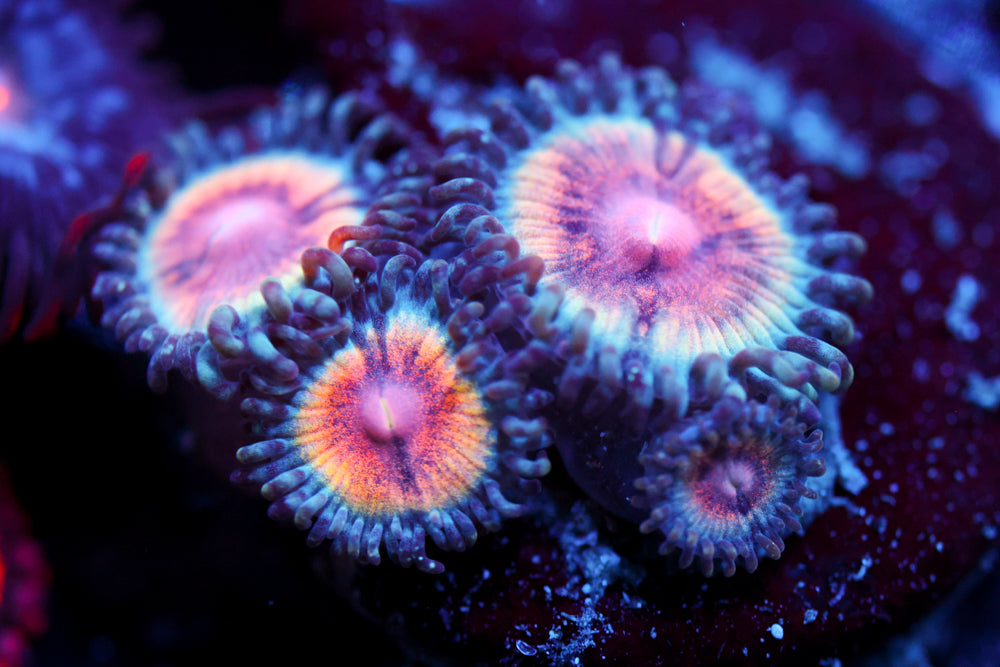 Peach Vamps Zoa