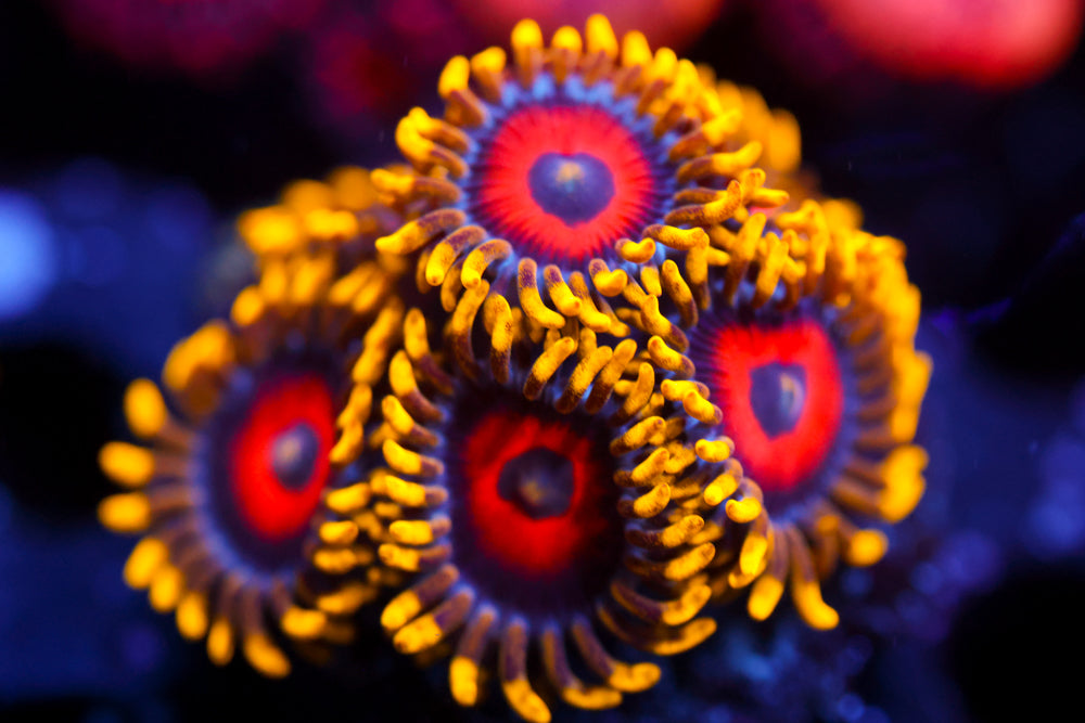 Eagle Eyes Zoa 3