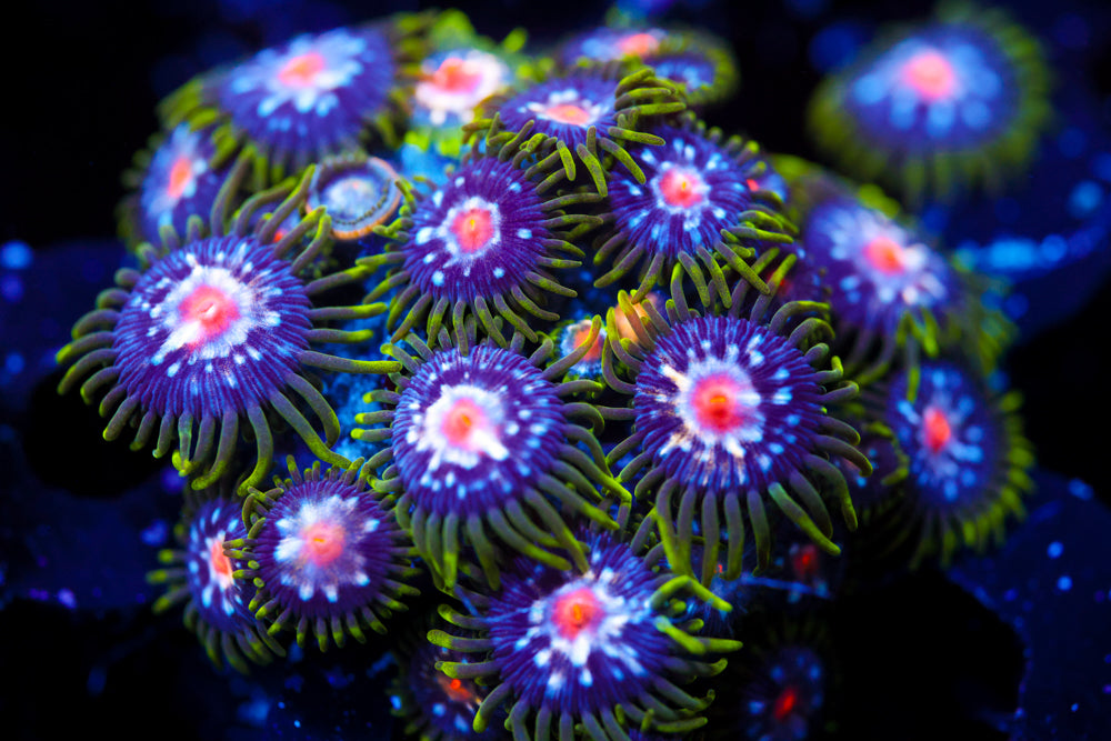 JF Stargazer Zoa 2