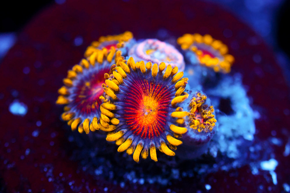 CC Super Saiyan Zoa