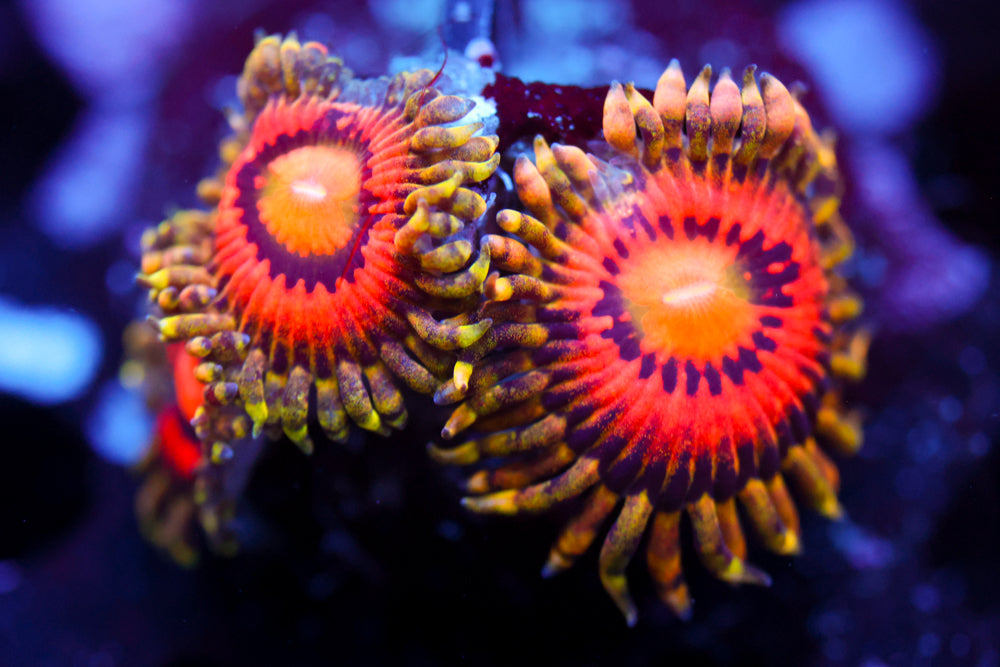 Rainbow Incinerator Zoa