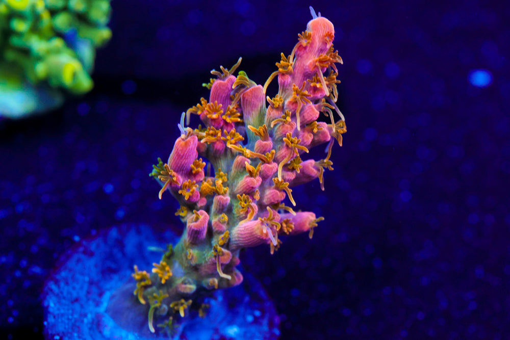 CC Voodoo Majick Acro 1