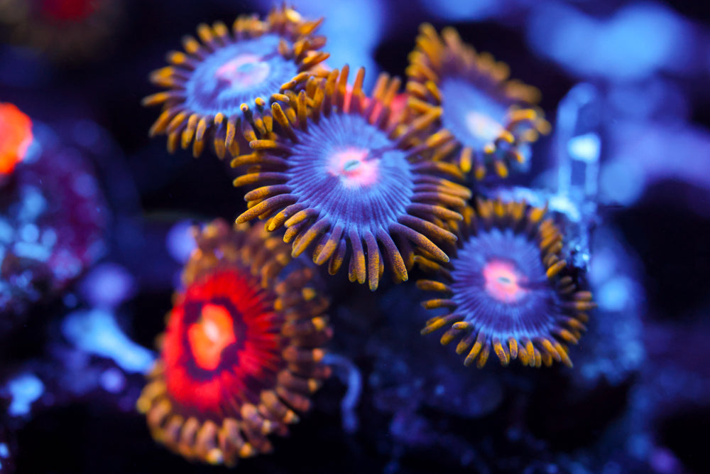 Rainbow Incinerator + Yellow Brick Road Zoa