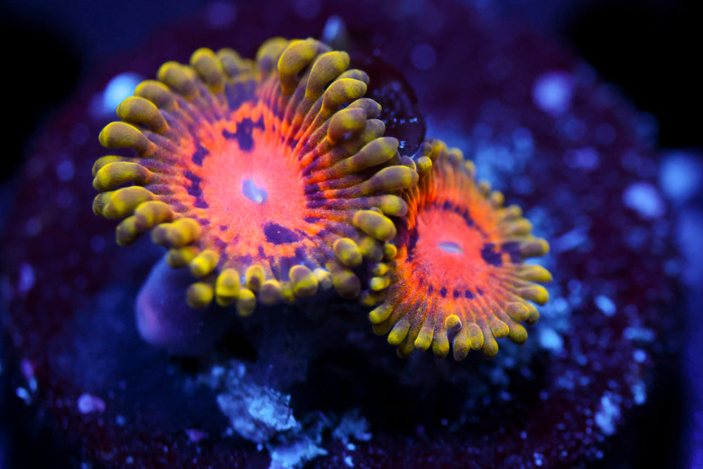 Marvin the Martian Zoa 2