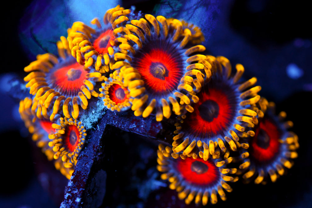 Eagle Eye Zoa 2