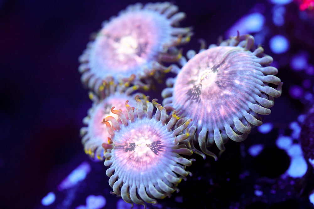 Cosmic Hawaiian Zoa 1