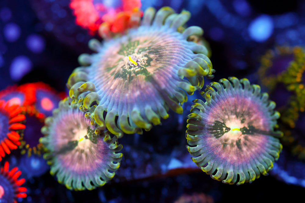 Cosmic Hawaiian Zoa 2