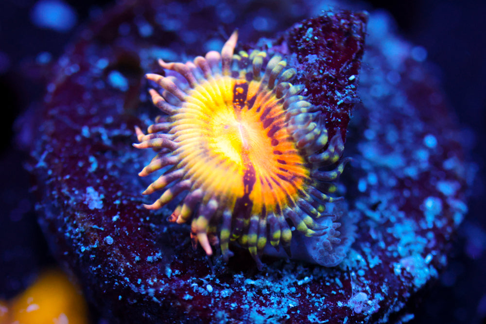 Butt Muncher Zoa 2