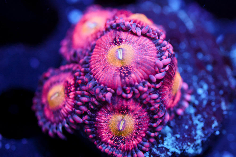 Playboy Zoa 3